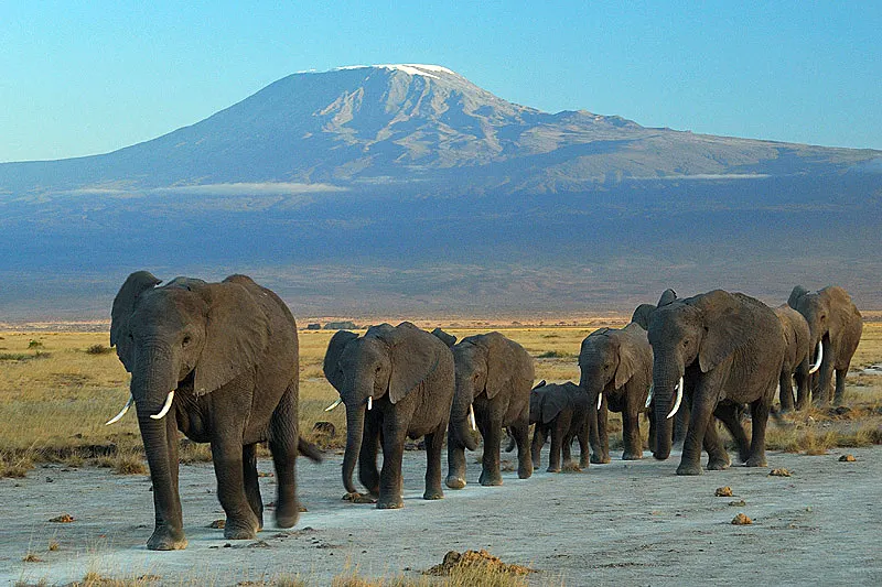 Elephants and Kilimanjaro in Amboseli