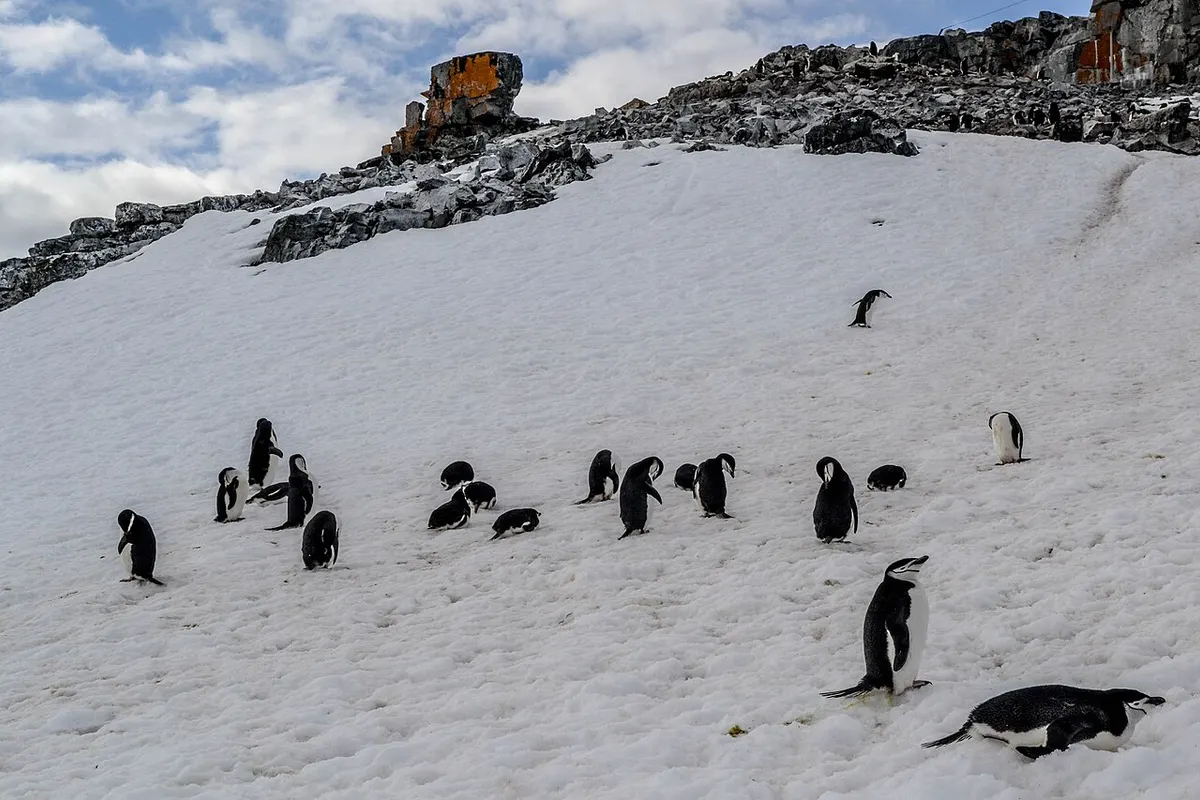 Antarctic Peninsula wildlife destination
