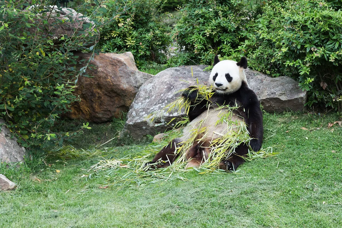 Giant Panda National Park record image