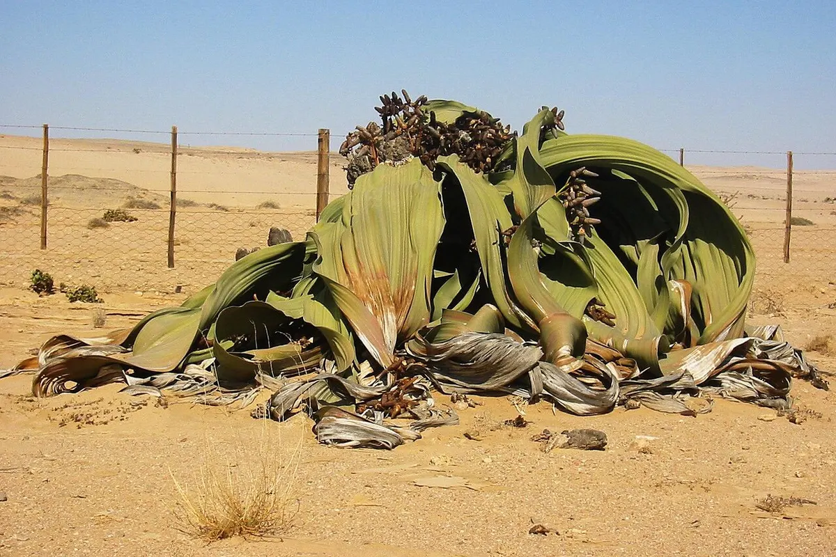 Welwitschia, representative of the Skeleton Coast environment