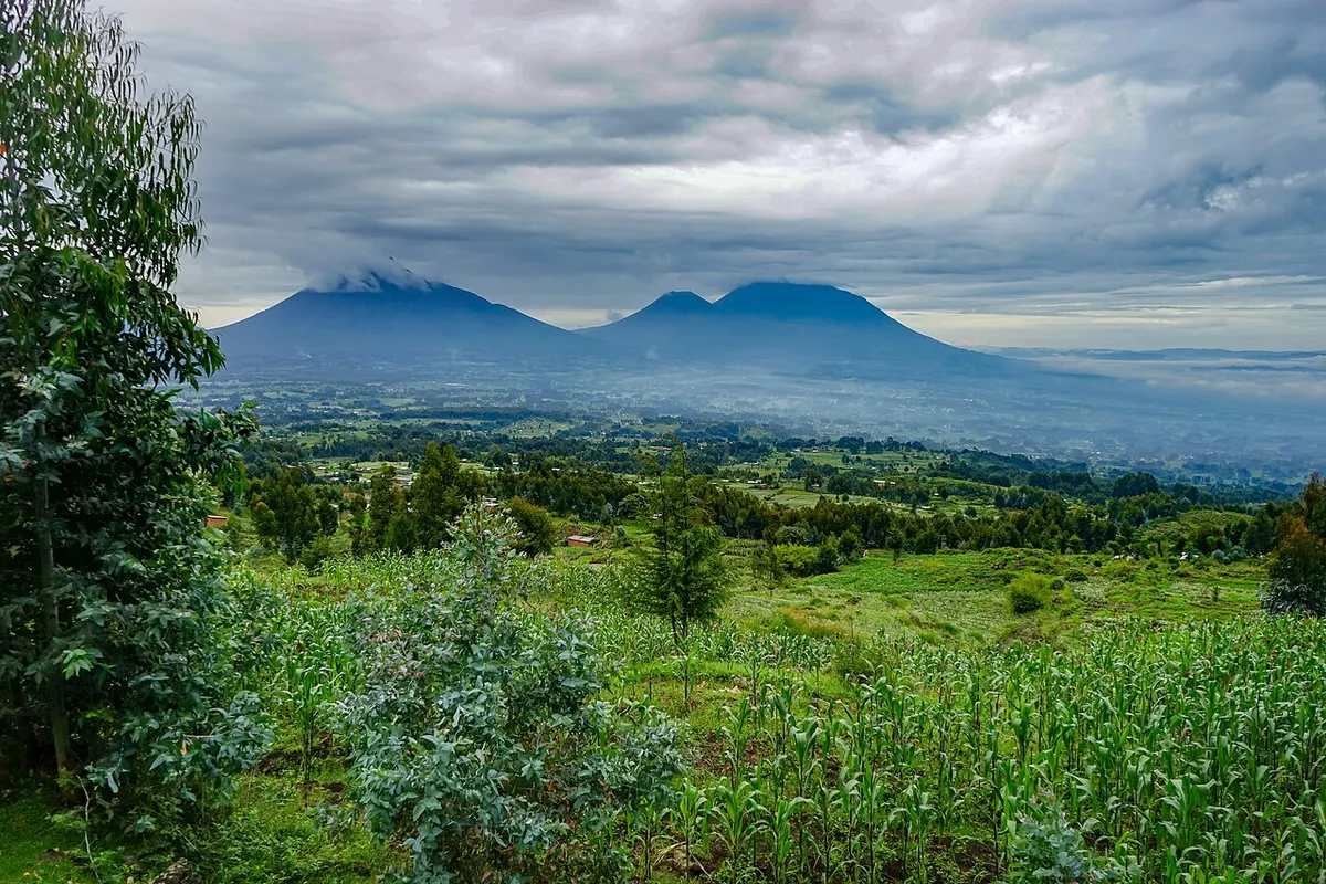 Mountain forest in Volcanoes National Park, Rwanda