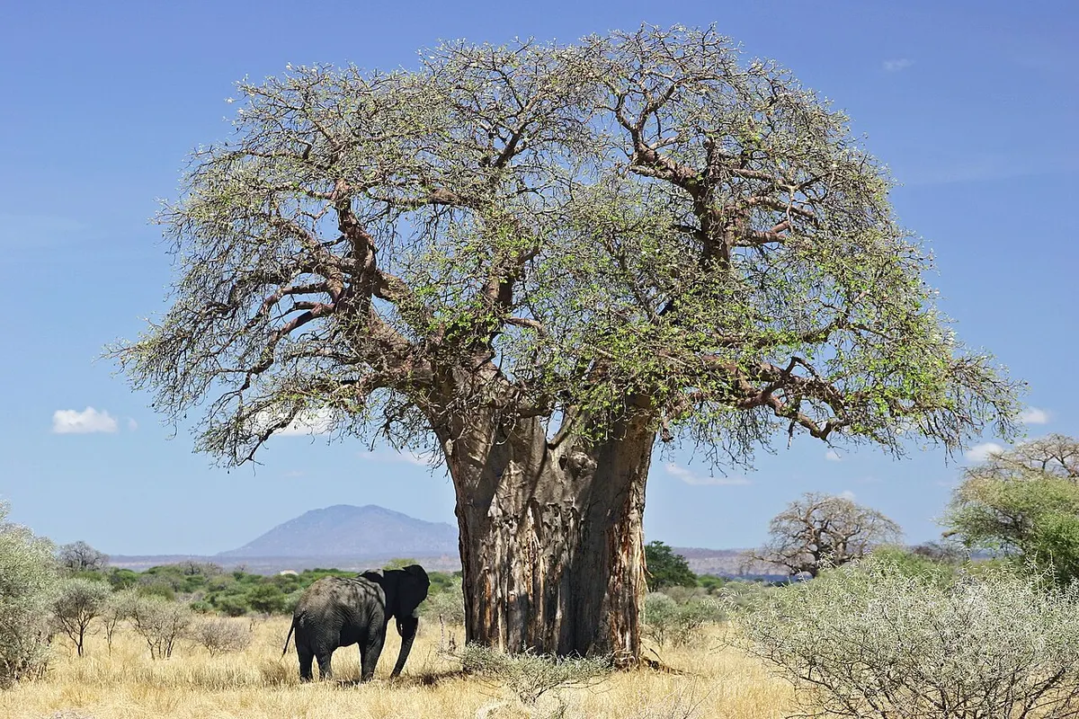 非洲猴面包树（Adansonia digitata）