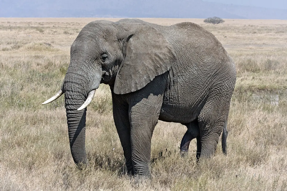 非洲草原象（Loxodonta africana）