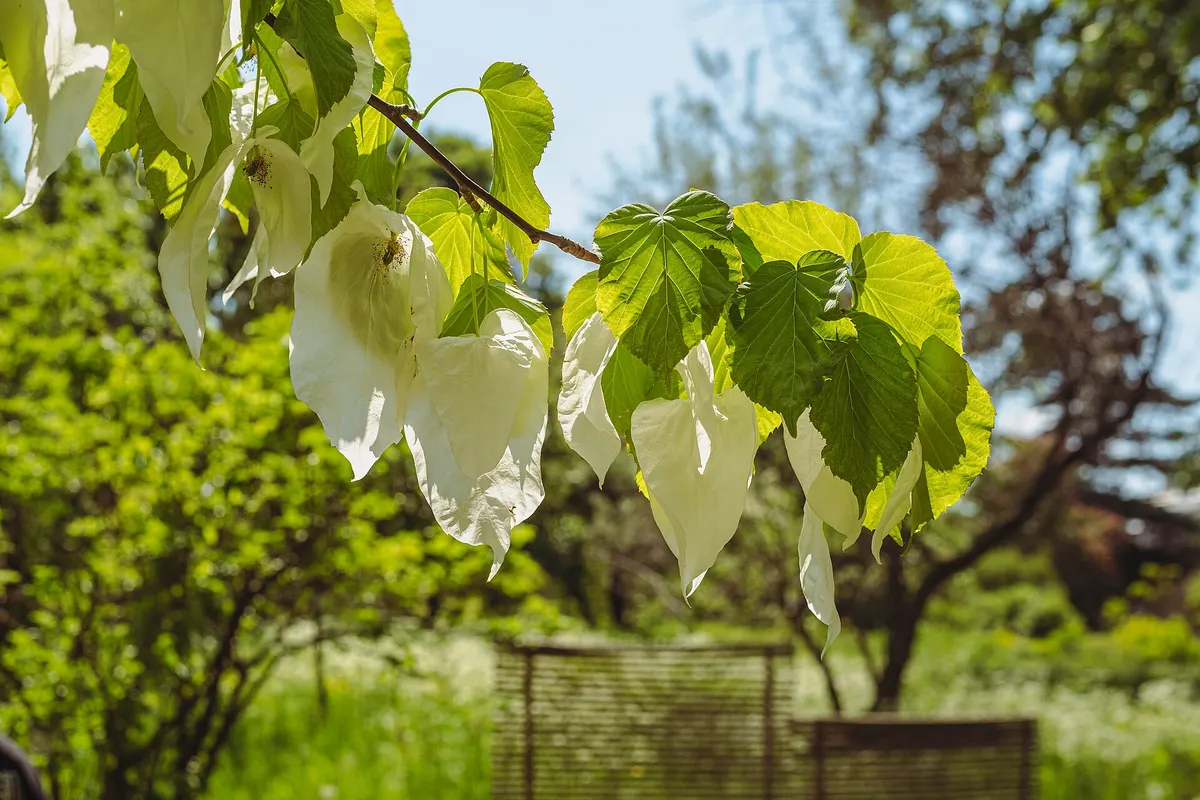 珙桐（Davidia involucrata）