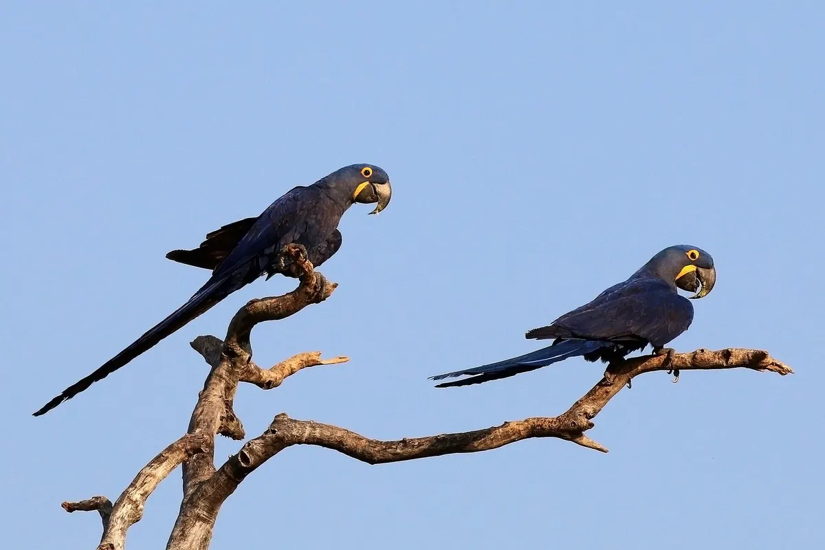Hyacinth macaw species illustration