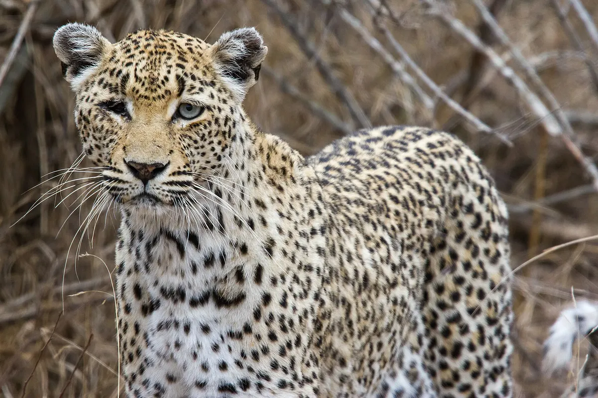 Representative leopard image