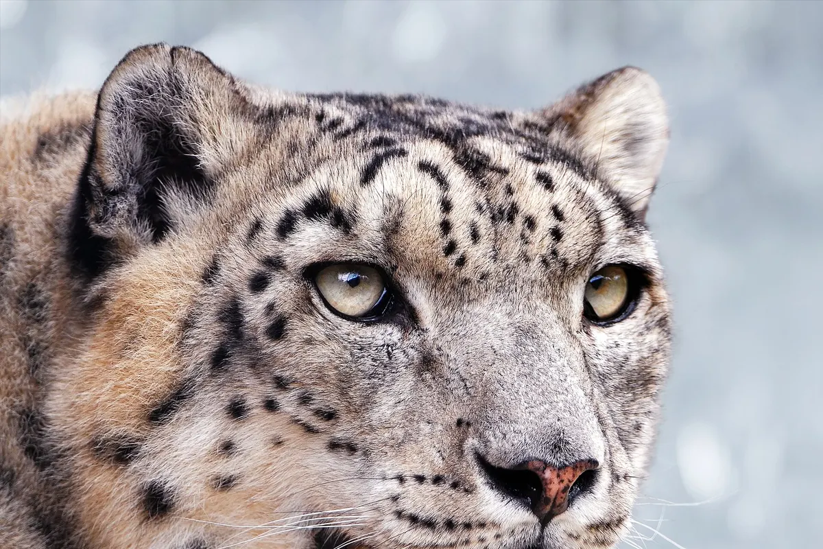 雪豹（Panthera uncia）