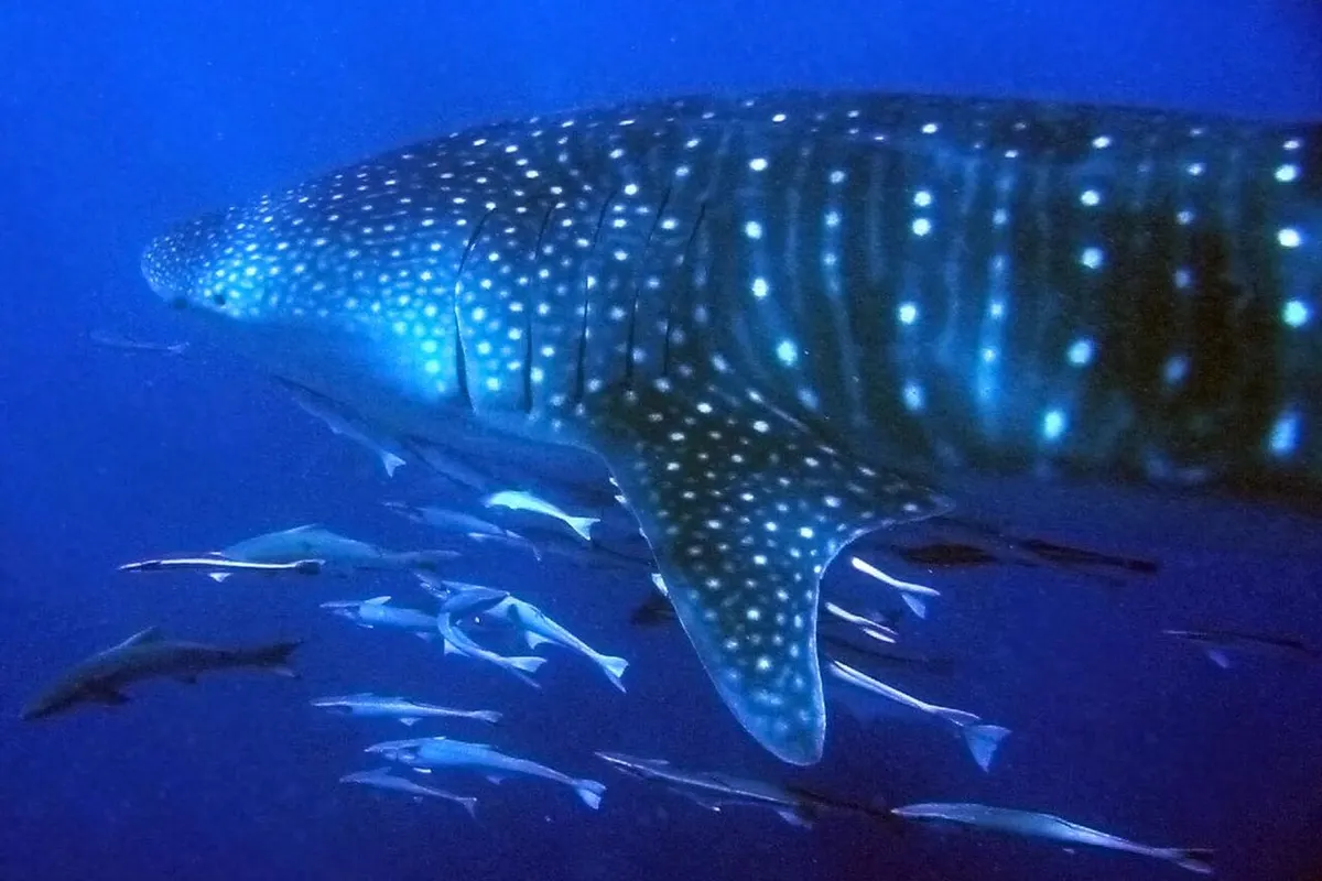 鲸鲨（Rhincodon typus）